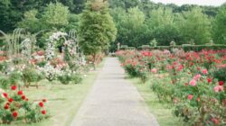 Tingkatkan Estetika Properti Anda dengan Layanan Jasa Taman Jogja