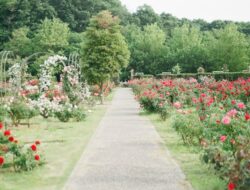 Tingkatkan Estetika Properti Anda dengan Layanan Jasa Taman Jogja